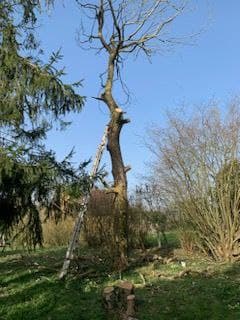 Abattage, élagage